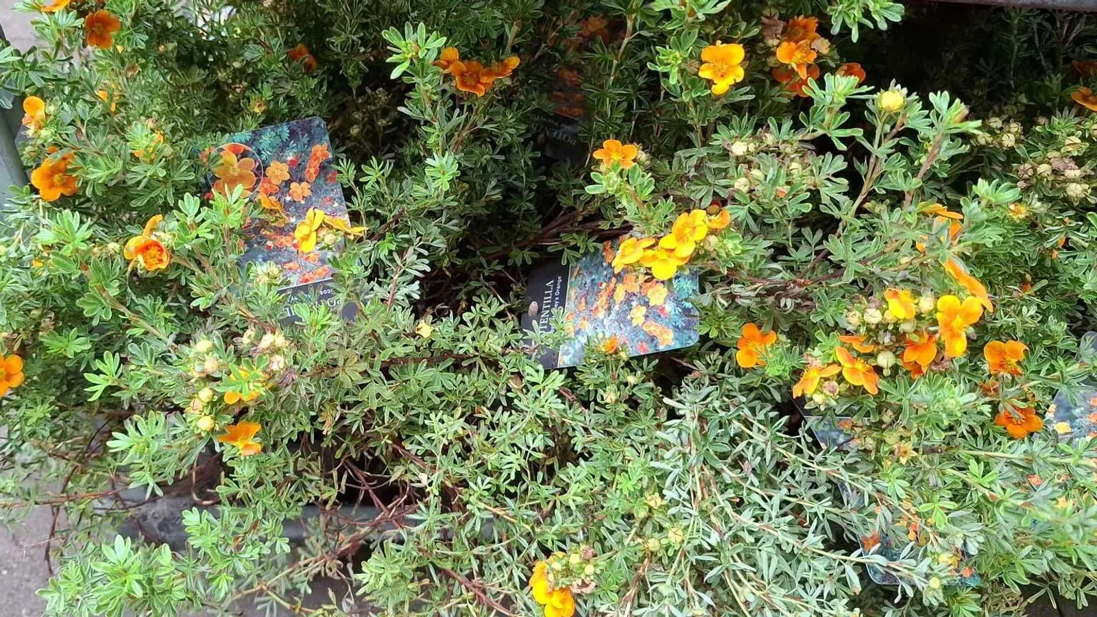 Trädgårdstok 'Hopsleys Orange' - miniatyr 2