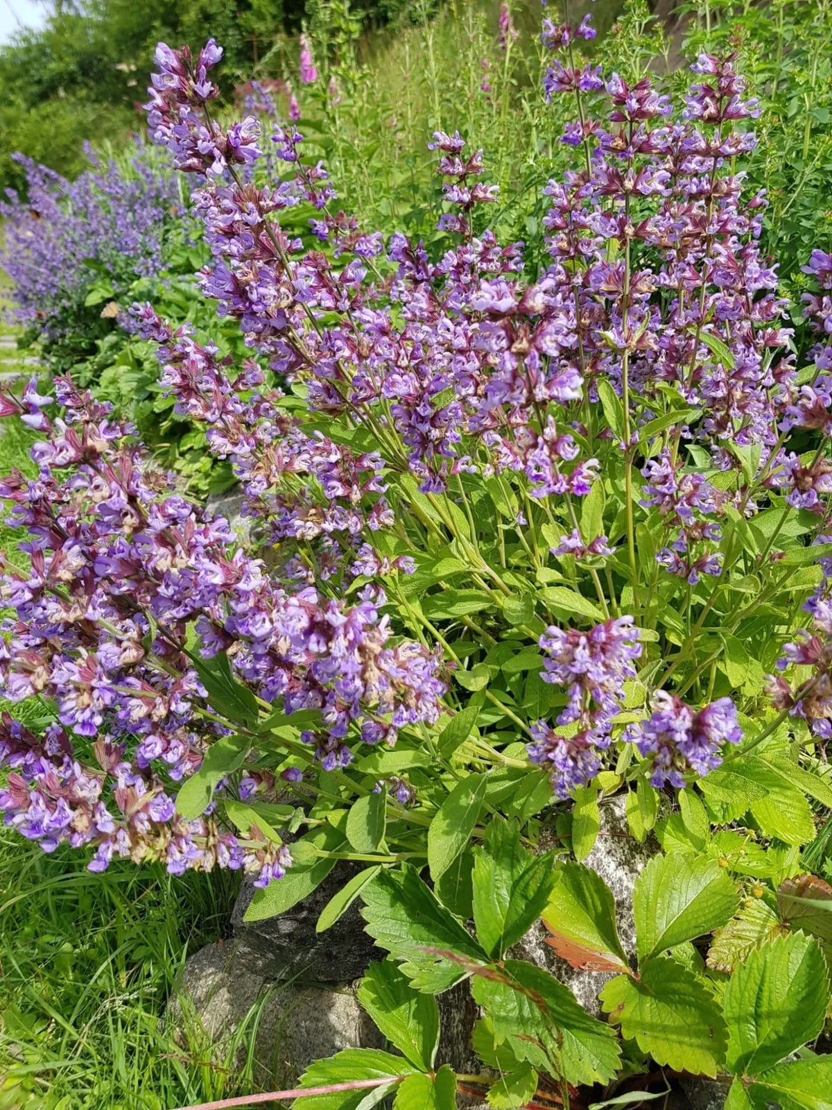 Salvia ekofrö med silvergröna aromatiska blad
