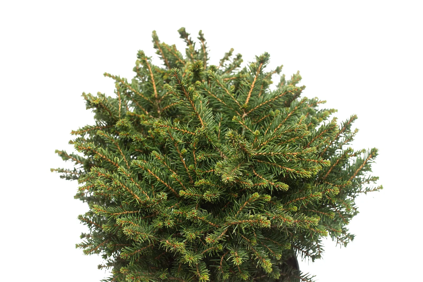 Dvärggran 'Karel', 25-30 cm - miniatyr 3