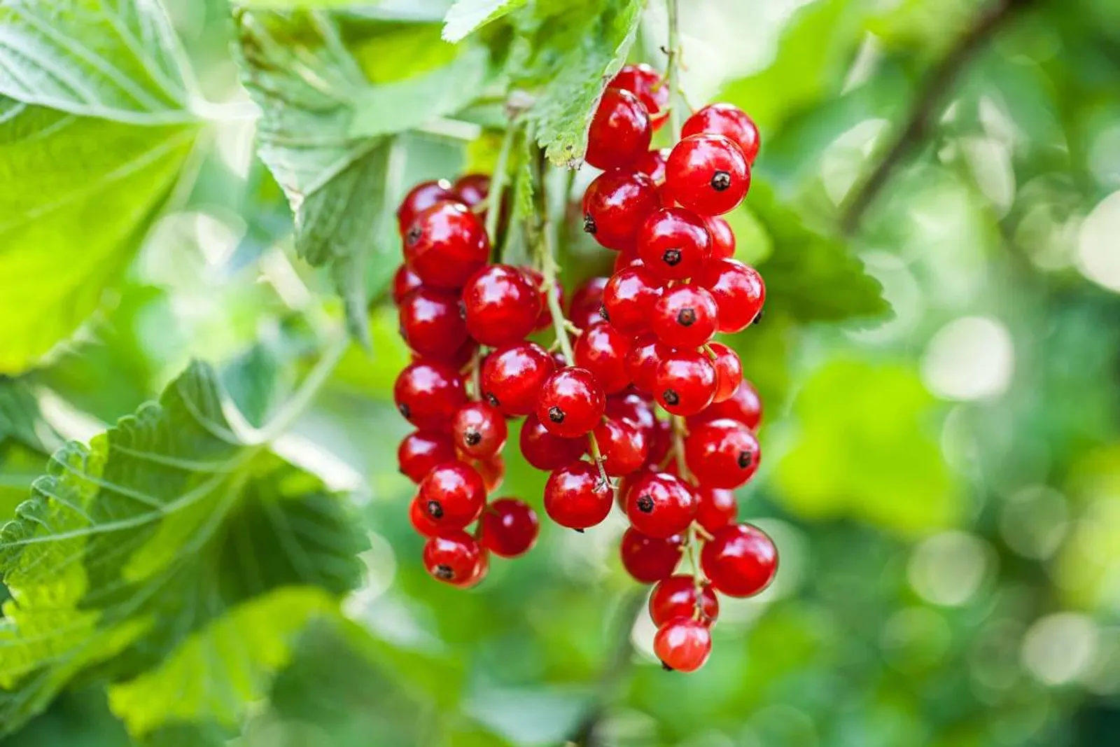 Röda Vinbär 'Rolan', 1-pack — närbild