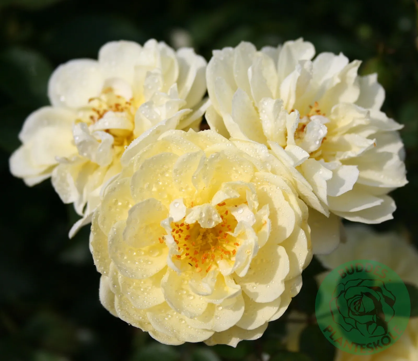 Modern buskros GOLDEN COVER®('Poulgode') - miniatyr 2