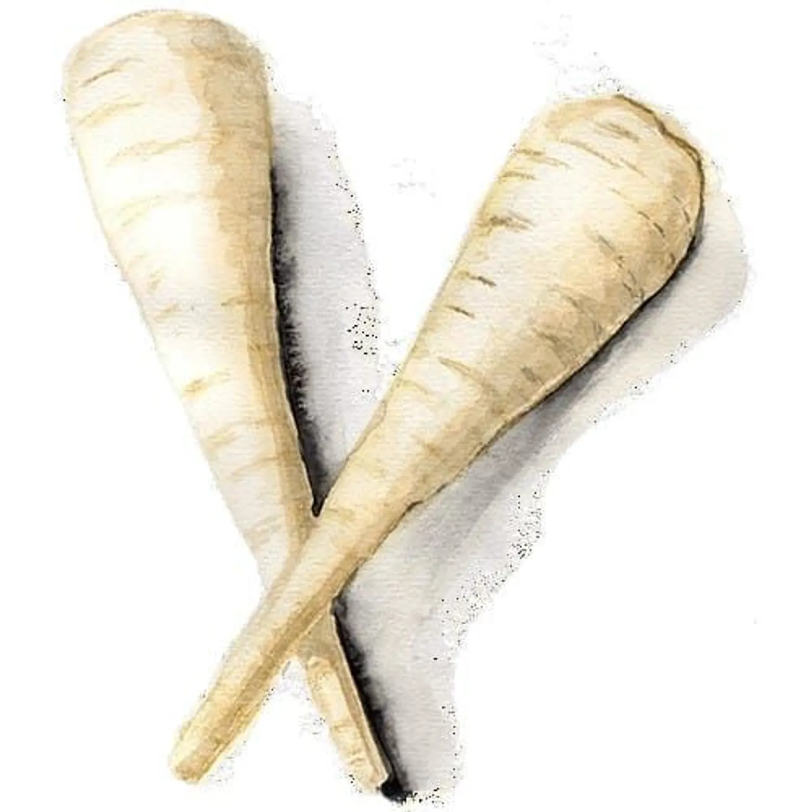 Palsternacka 'White Gem', Frö