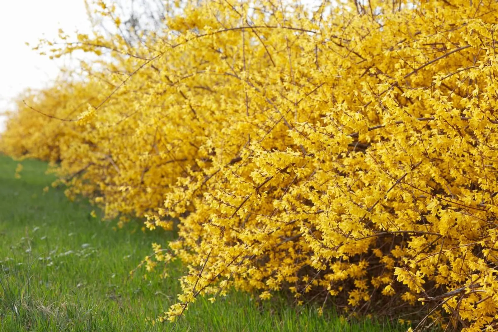 Hybridforsythia 'Freja' E, 20-40 cm