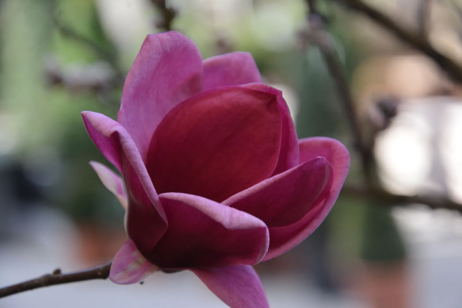 Rosenmagnolia 'Genie'PBR, sol 80-100 cm, co/kl - miniatyr 2