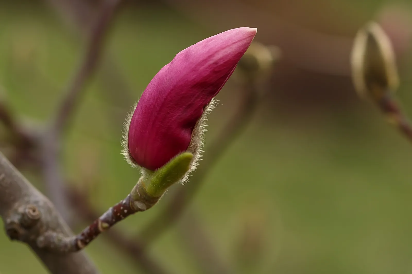 Rosenmagnolia 'Susan' - miniatyr 8