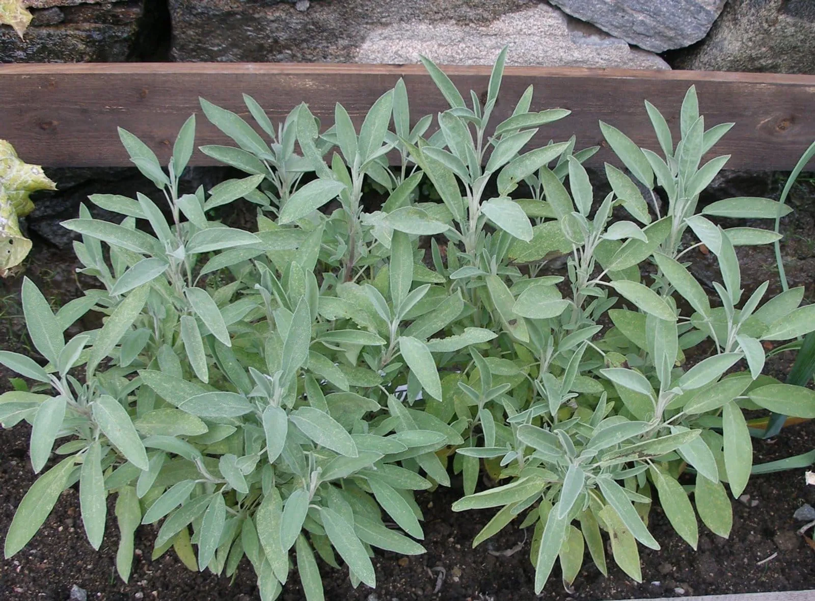 Salvia ekofrö med silvergröna aromatiska blad