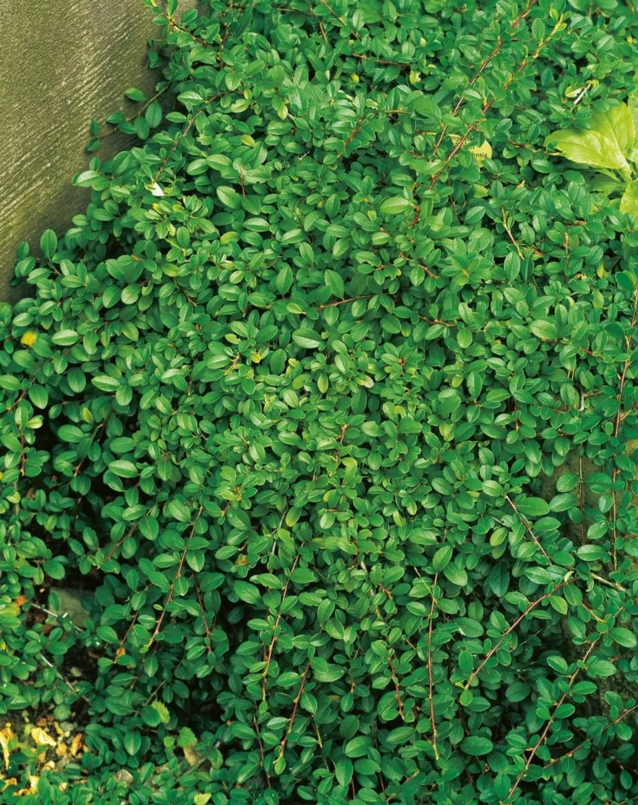 Småbladigt krypoxbär 'Eichholz', 15-30 cm