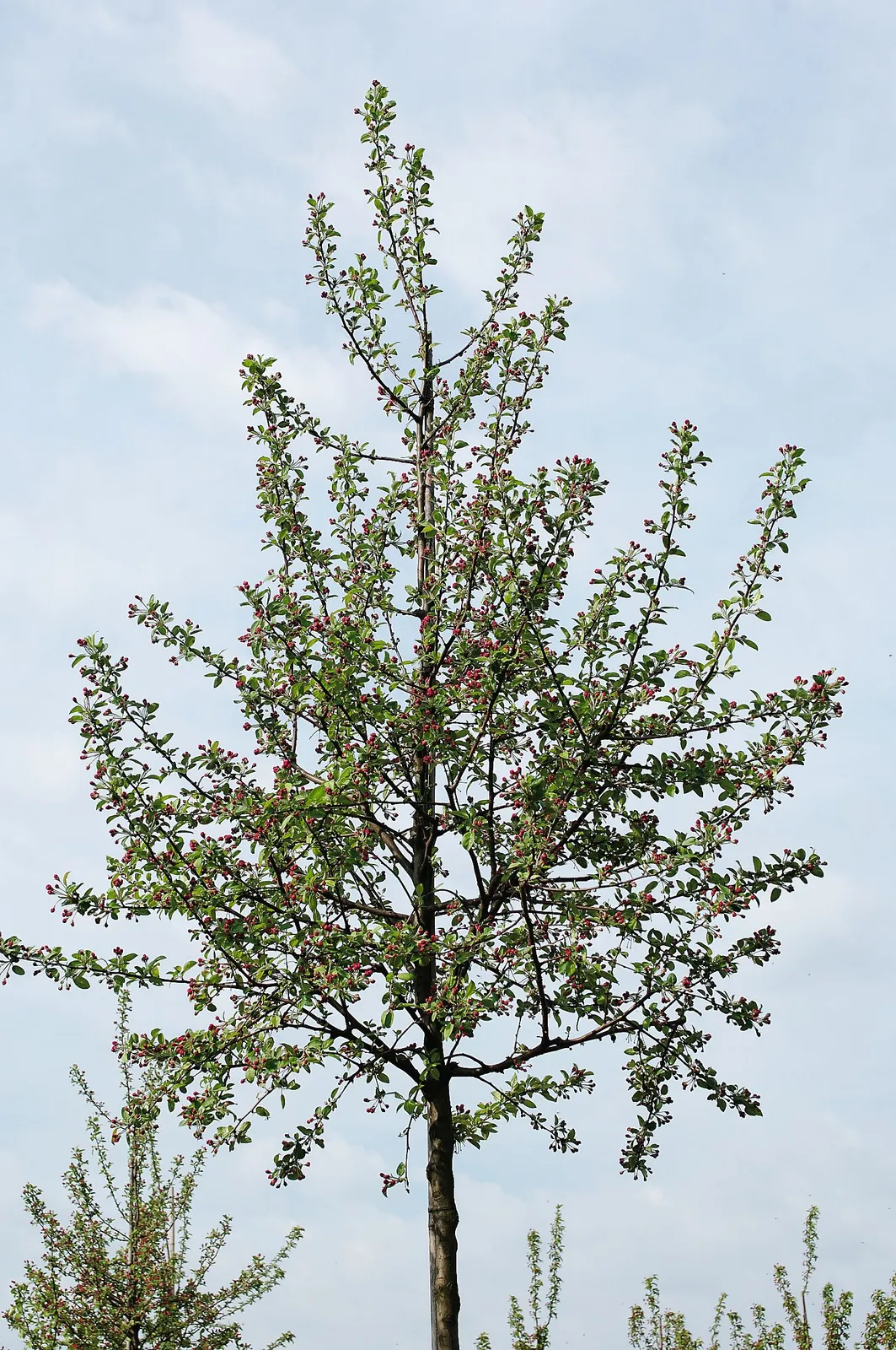 Prydnadsapel 'Evereste', Sh 120