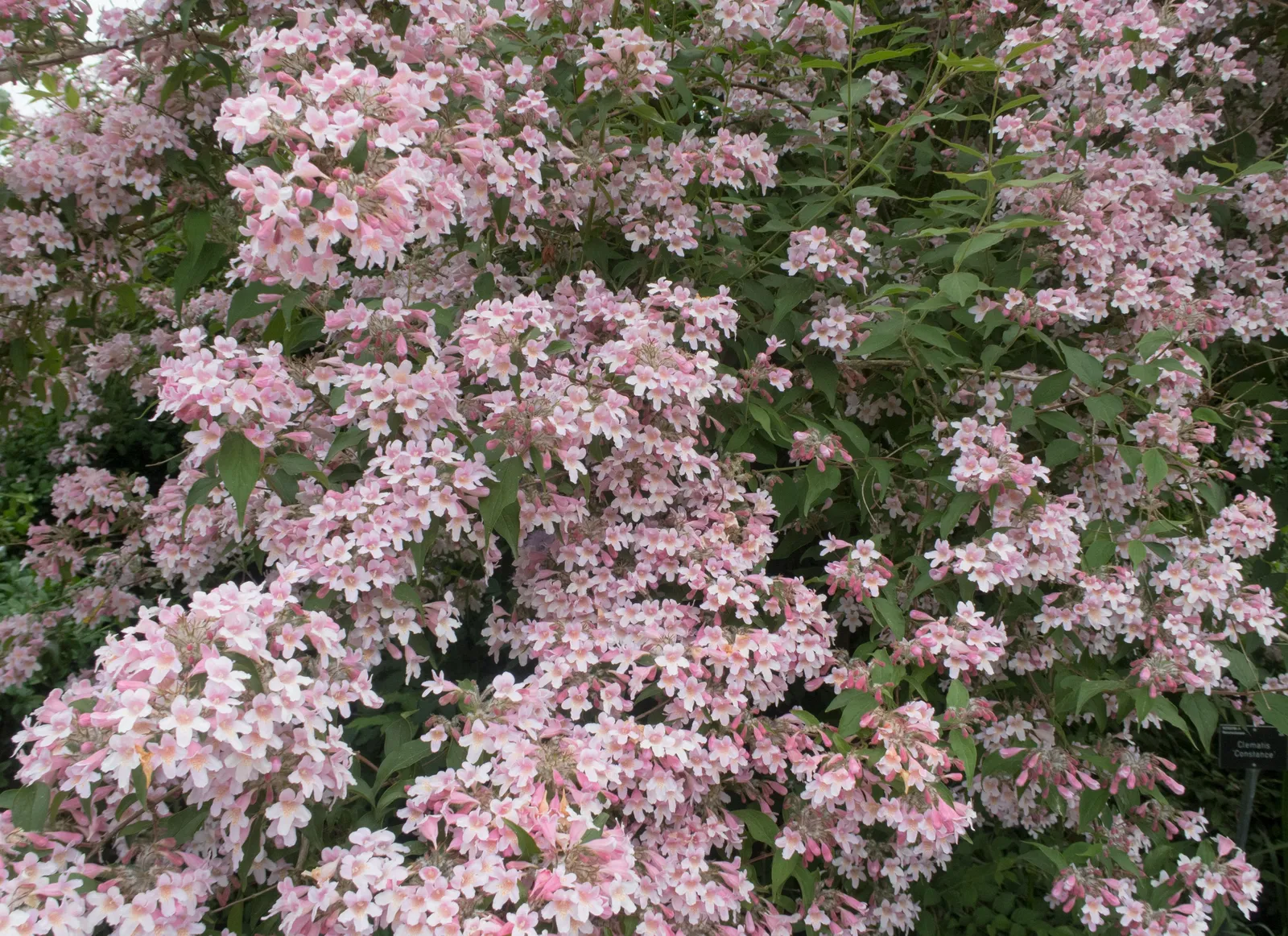Paradisbuske 'Pink Cloud' - miniatyr 3