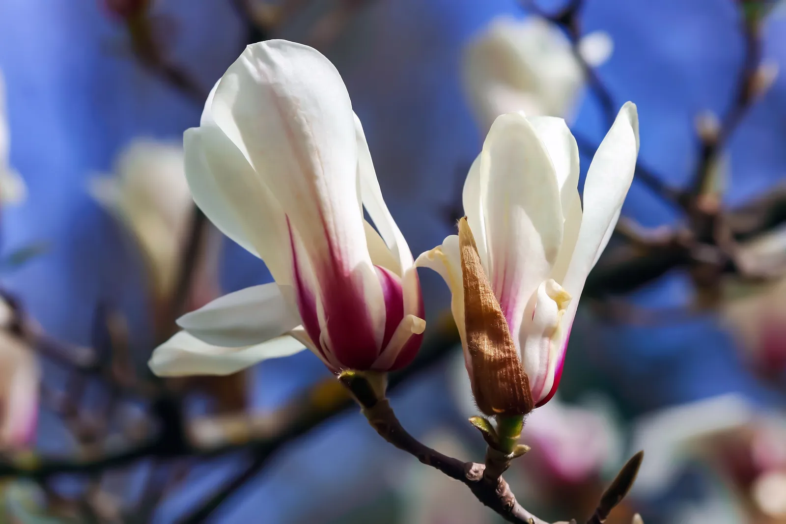Stjärnmagnolia 'Royal Star' - miniatyr 5