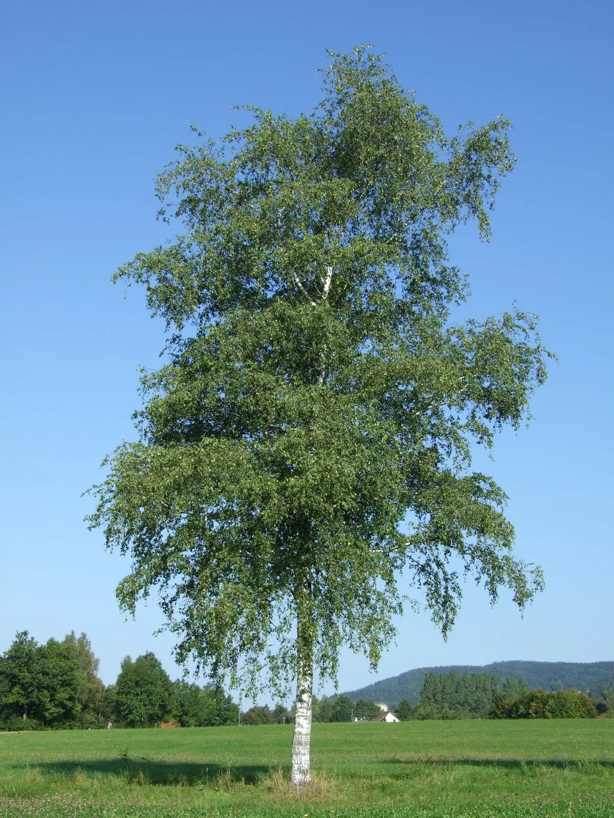 Vårtbjörk, Utr 125-150 - miniatyr 3