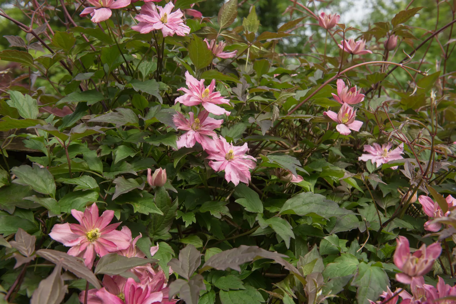 Montana-klematis 'Broughton Star'