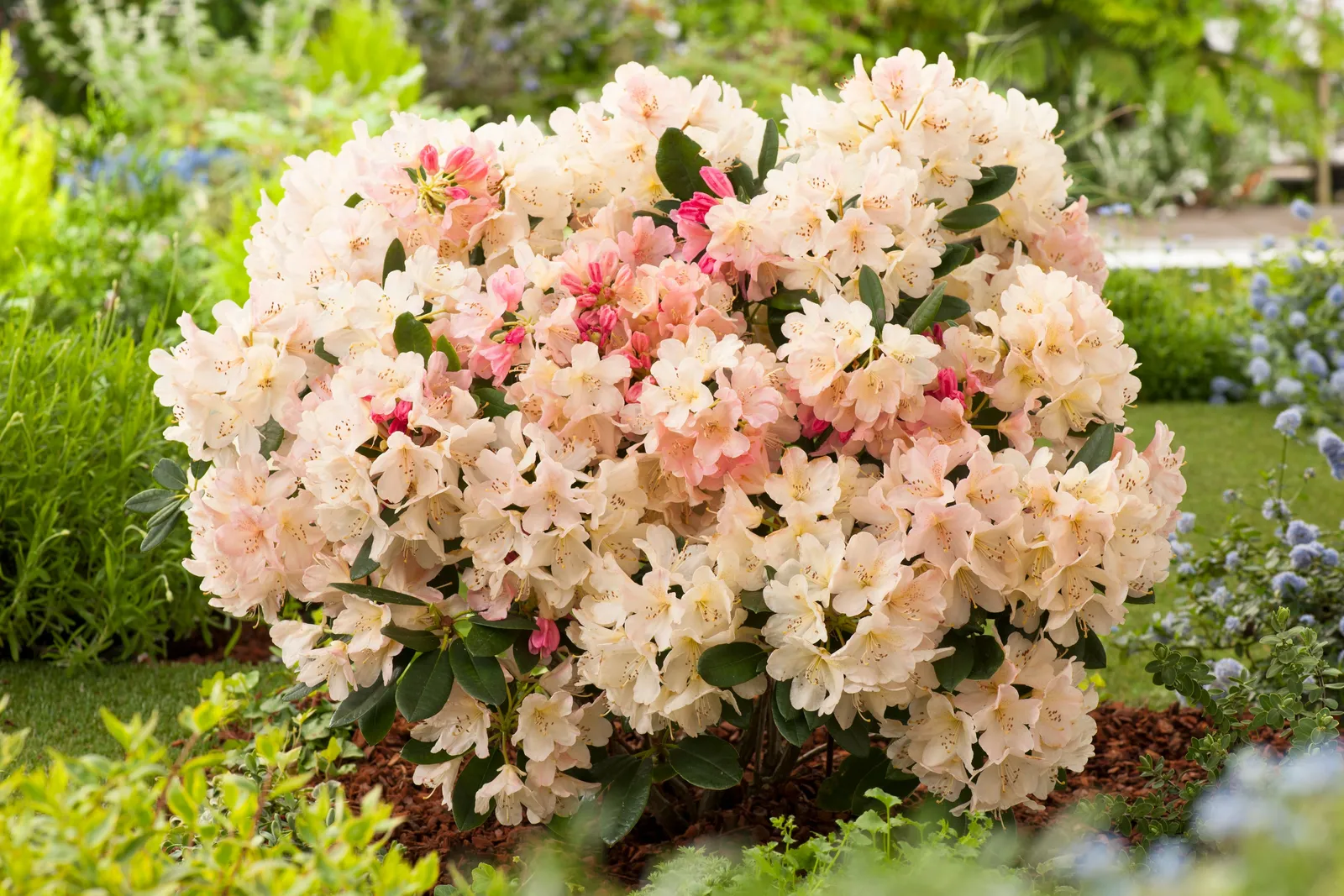 Rhododendron