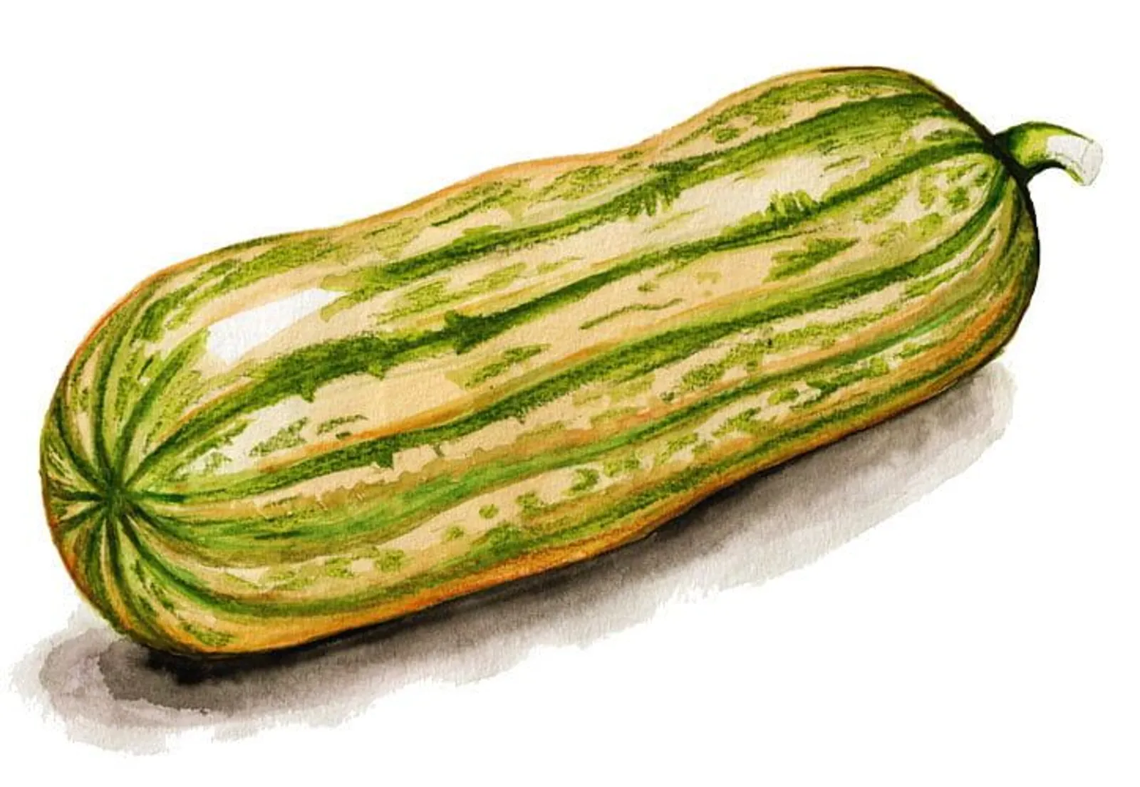 Vintersquash 'Honey Boat Delicata', Frö