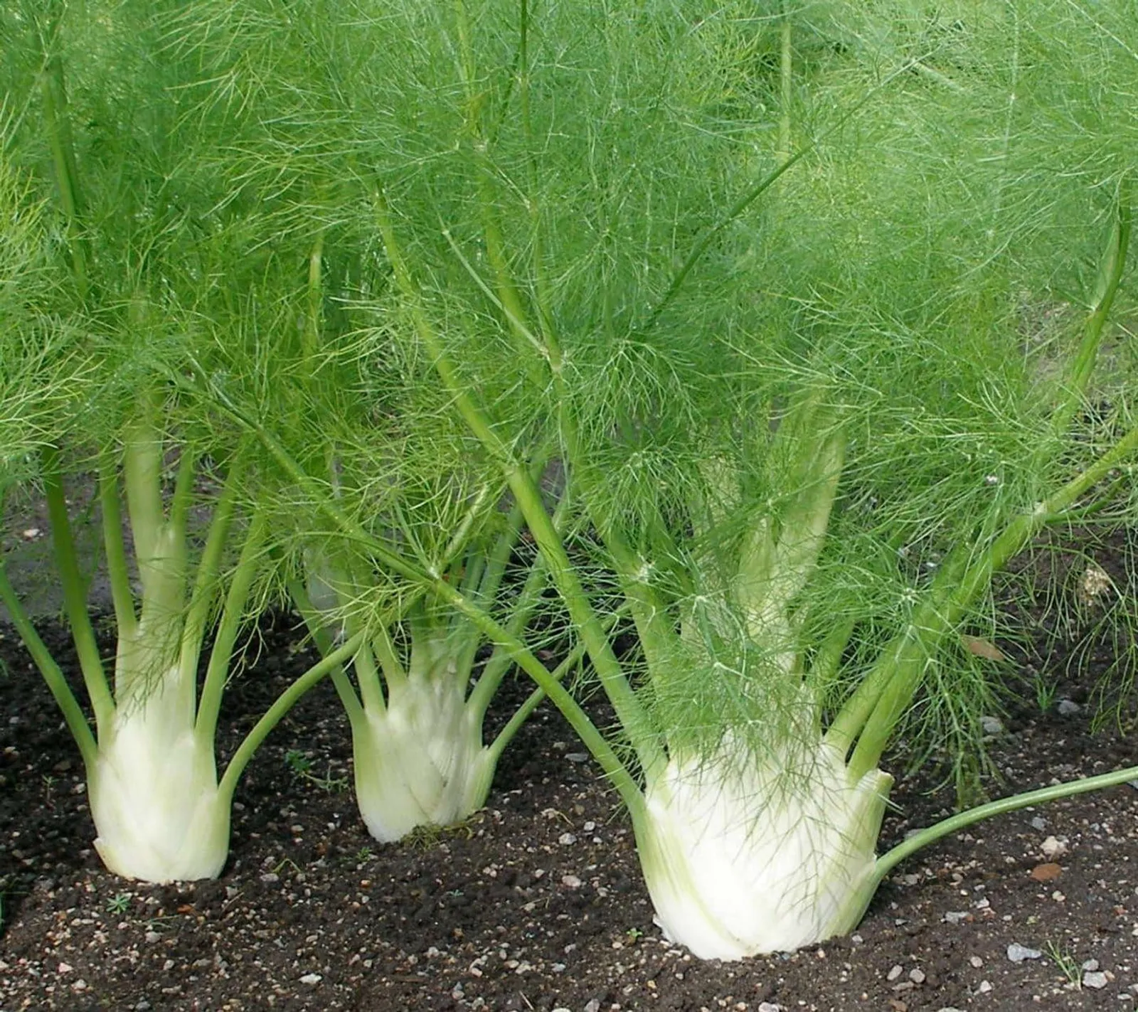 Knölfänkål 'Perfection', ekofrö