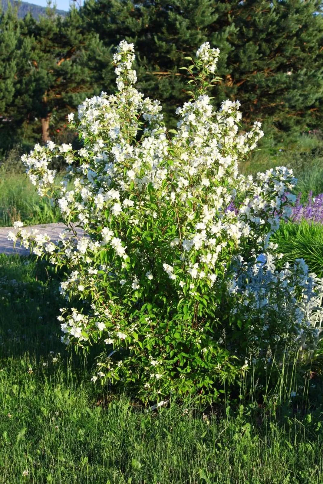 Smultronschersmin 'Mont Blanc', 20-40 cm — detalj 2