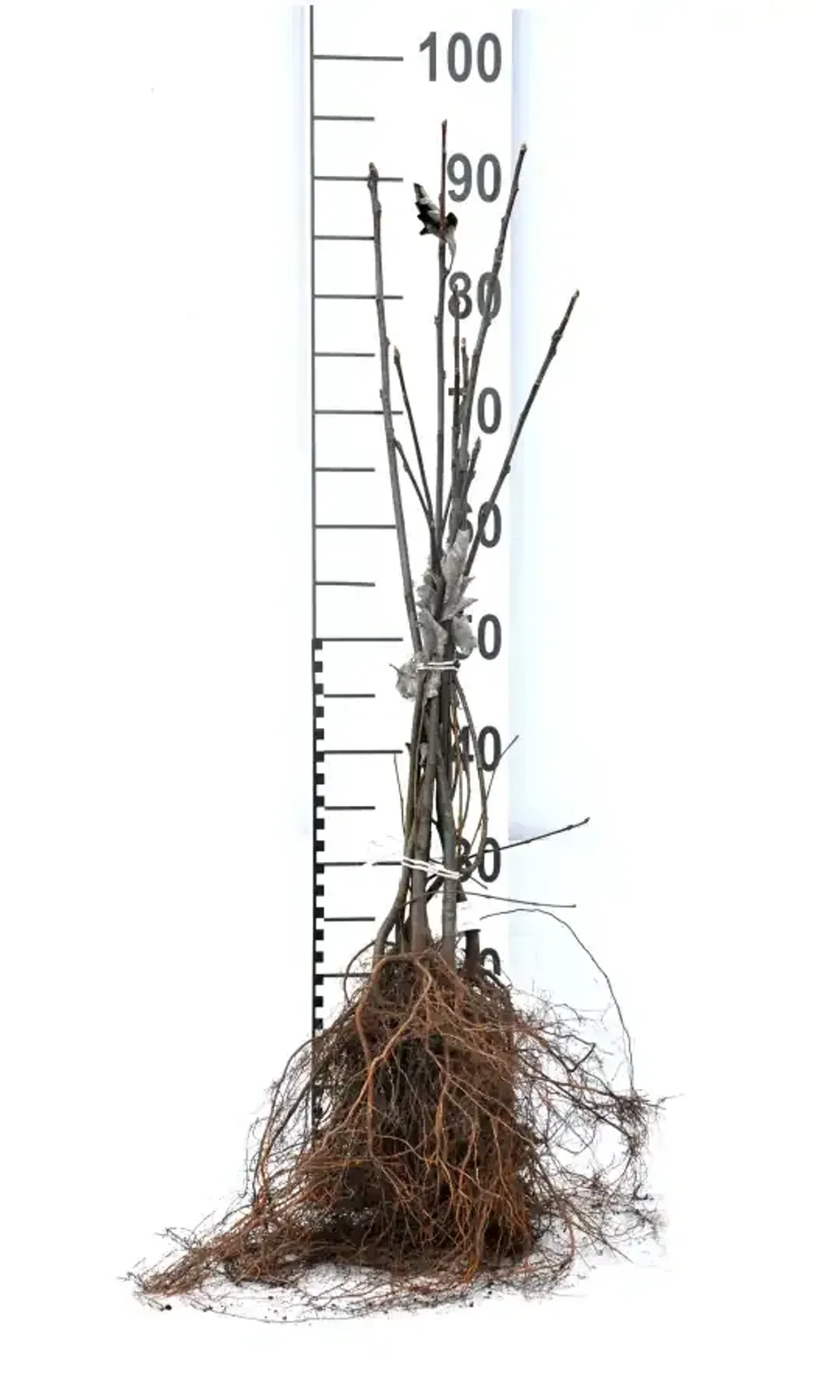 Häckoxel, 50-80 cm — detalj 4