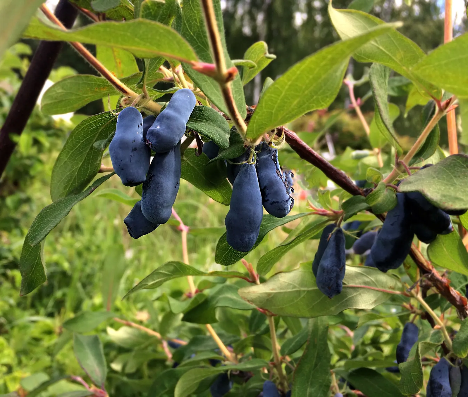 Blåbärstry 'Aurora' - miniatyr 2
