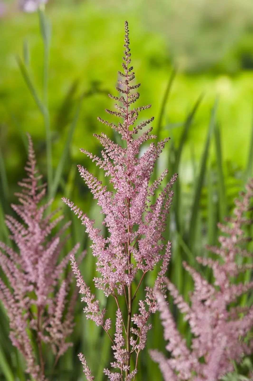 Astilbe 'Erika'