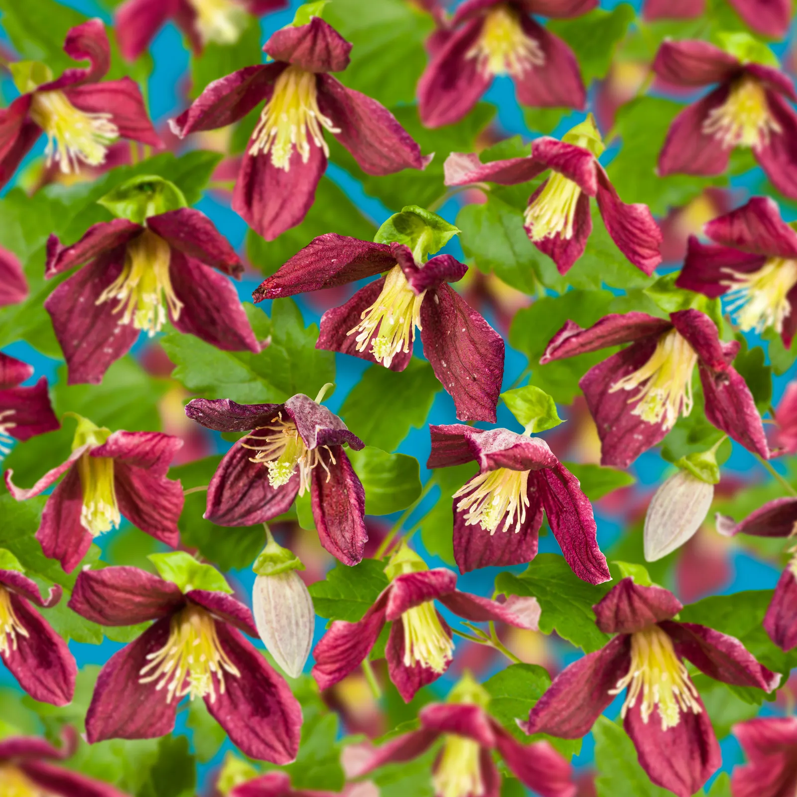 Dionysosklematis 'Landsdowne Gem'