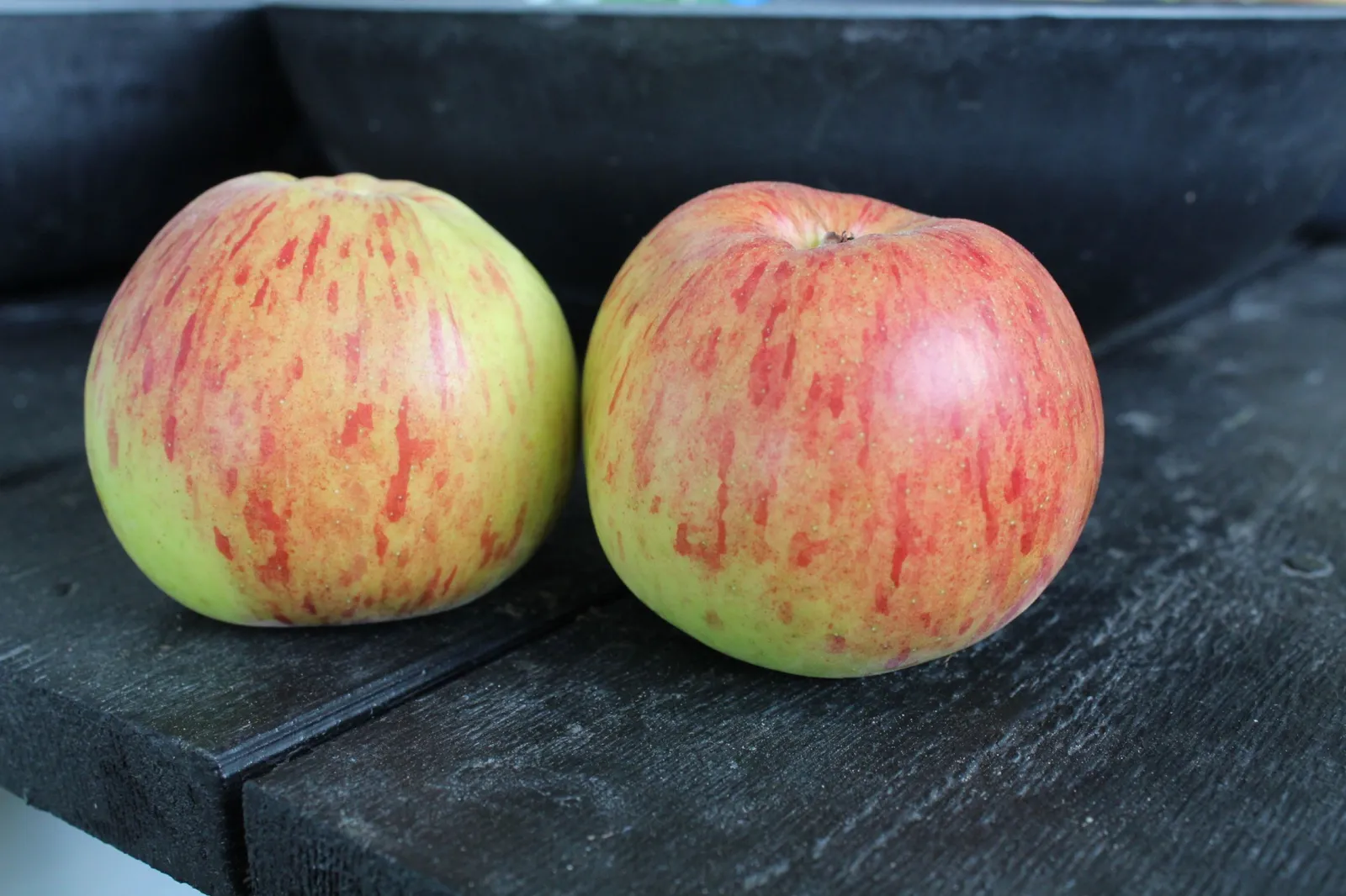 Äpple HÖSTDESSERT E ('Sügisdessert')