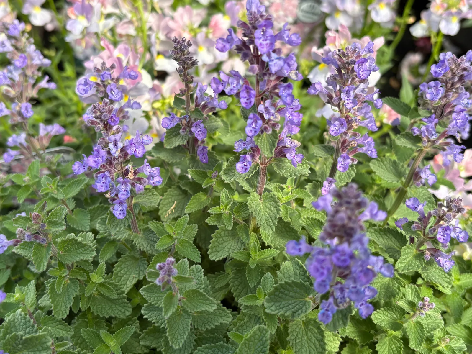 Kantnepeta 'Purrsian Blue'PBR - miniatyr 3