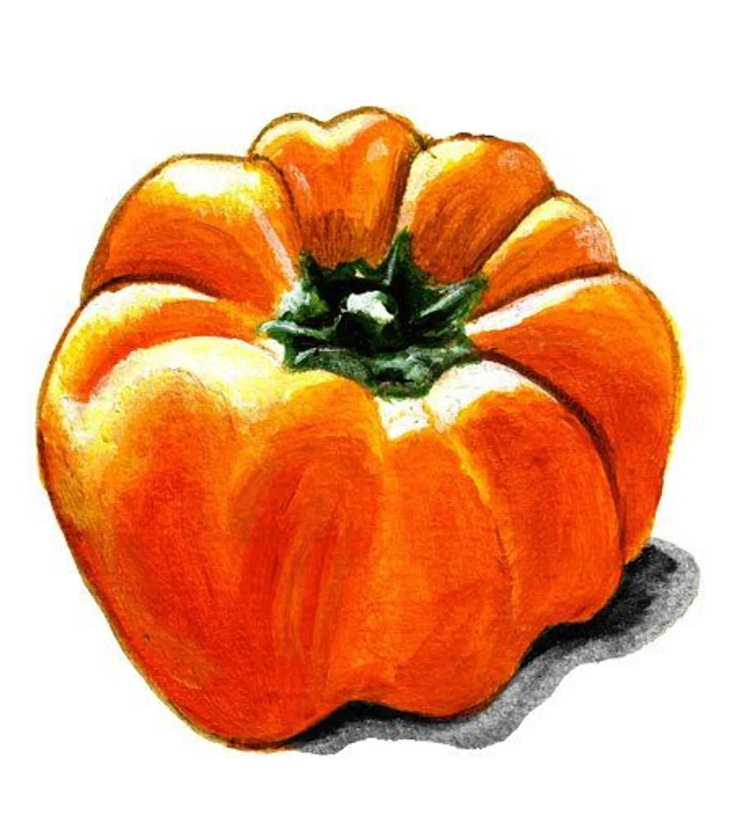 Paprika 'Cubo Orange', Frö