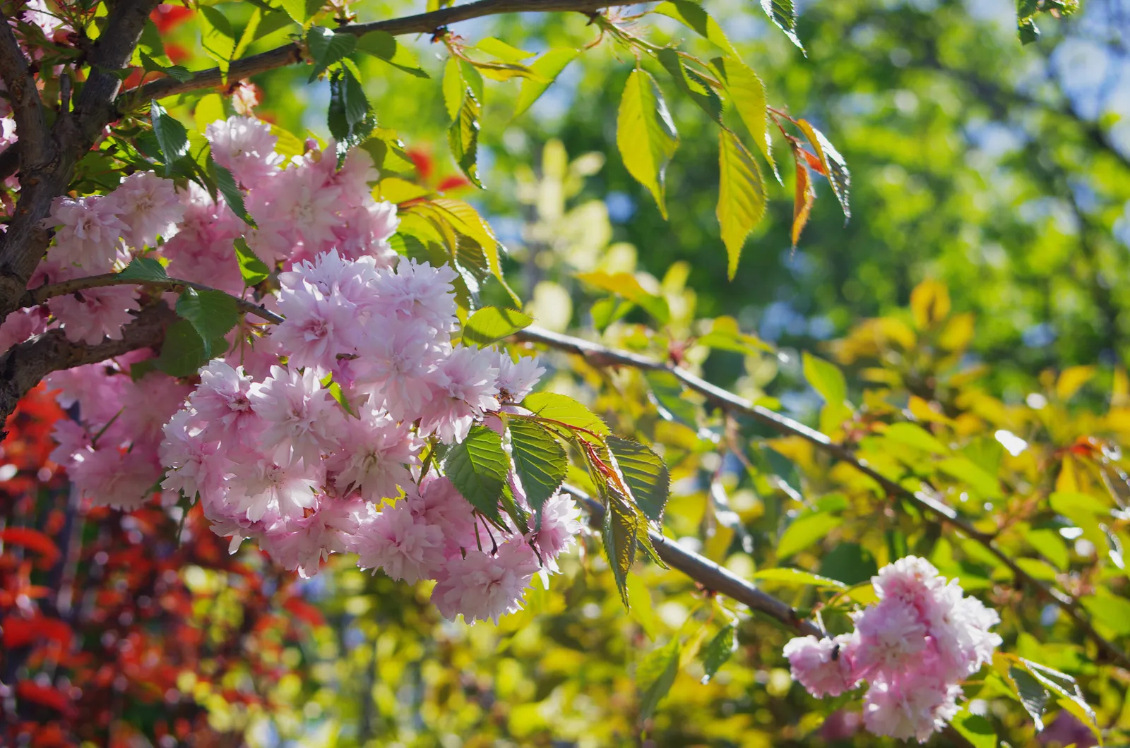 Japanskt prydnadskörsbär 'Kiku-shidare-zakura', Sh 100-120 - miniatyr 3
