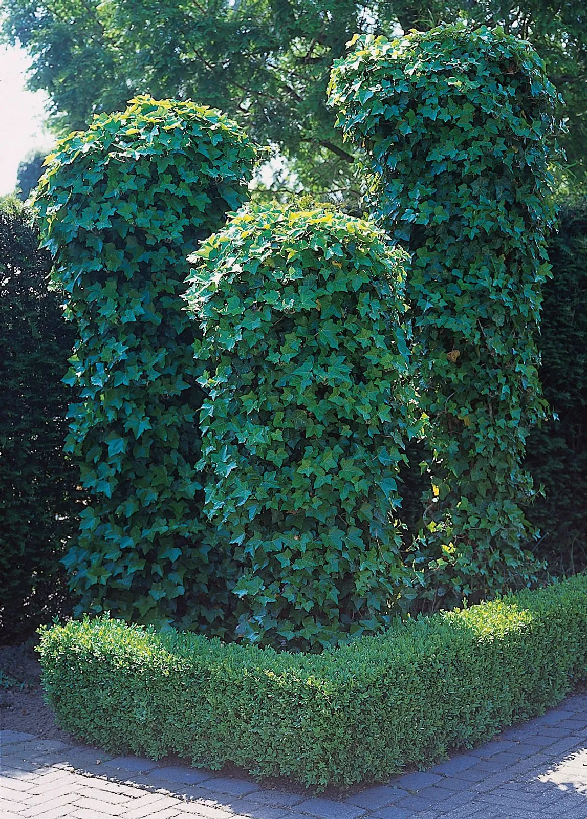 Murgröna