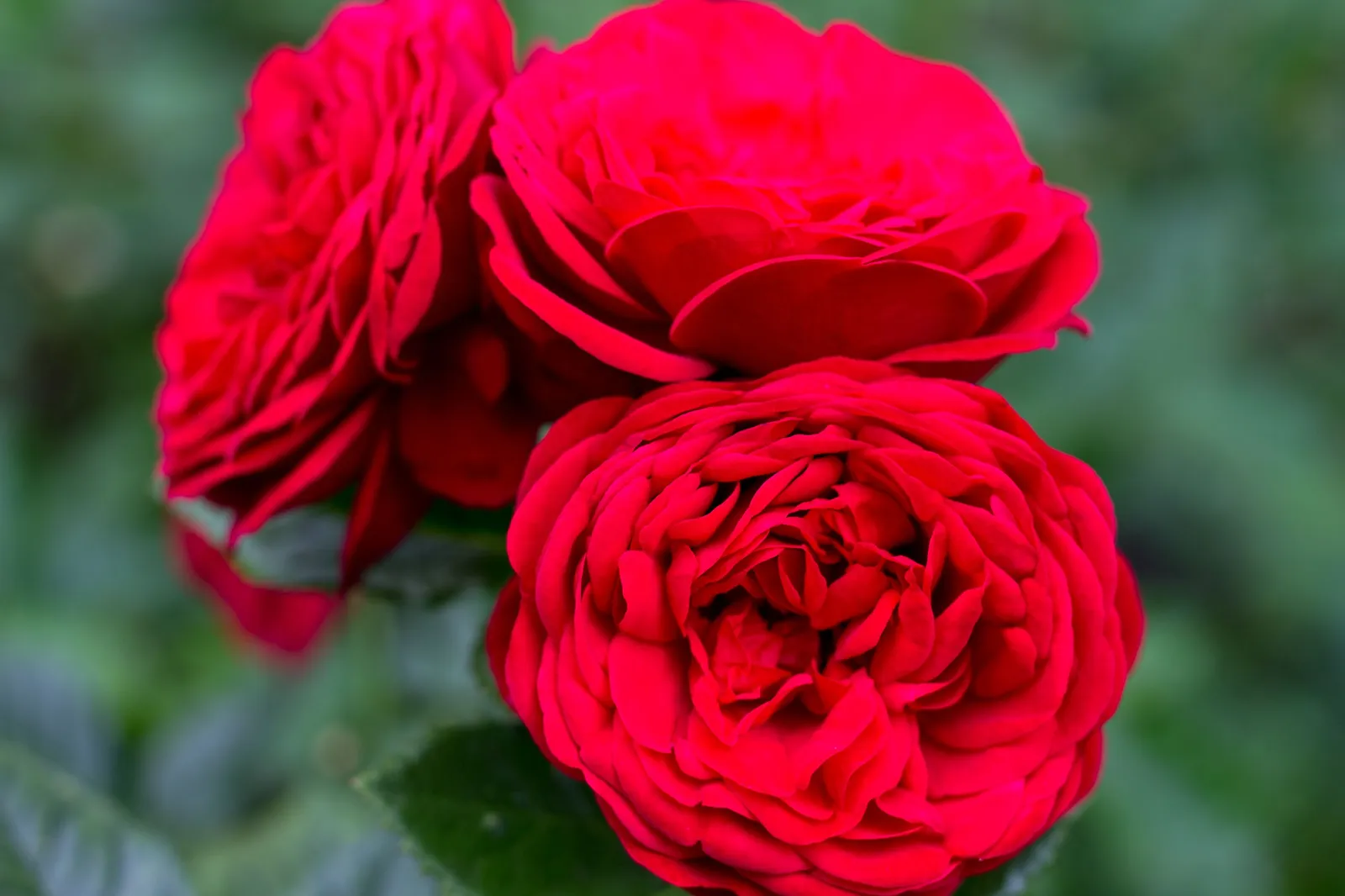 Floribundaros LOOK GOOD ... FEEL BETTER ('Poulcas034'PBR) - miniatyr 3