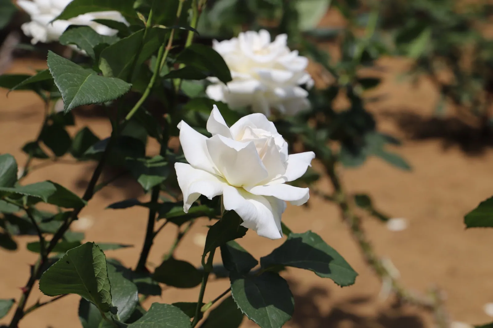 Tehybridros PASCALI ('Lenip') - miniatyr 6