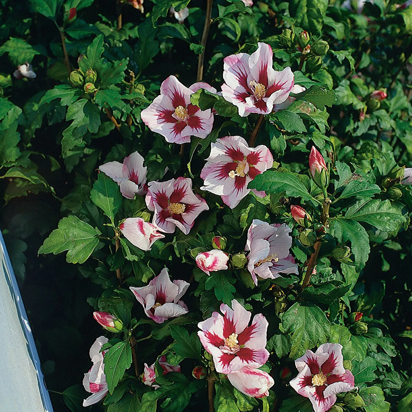 Frilandshibiskus 'Hamabo'