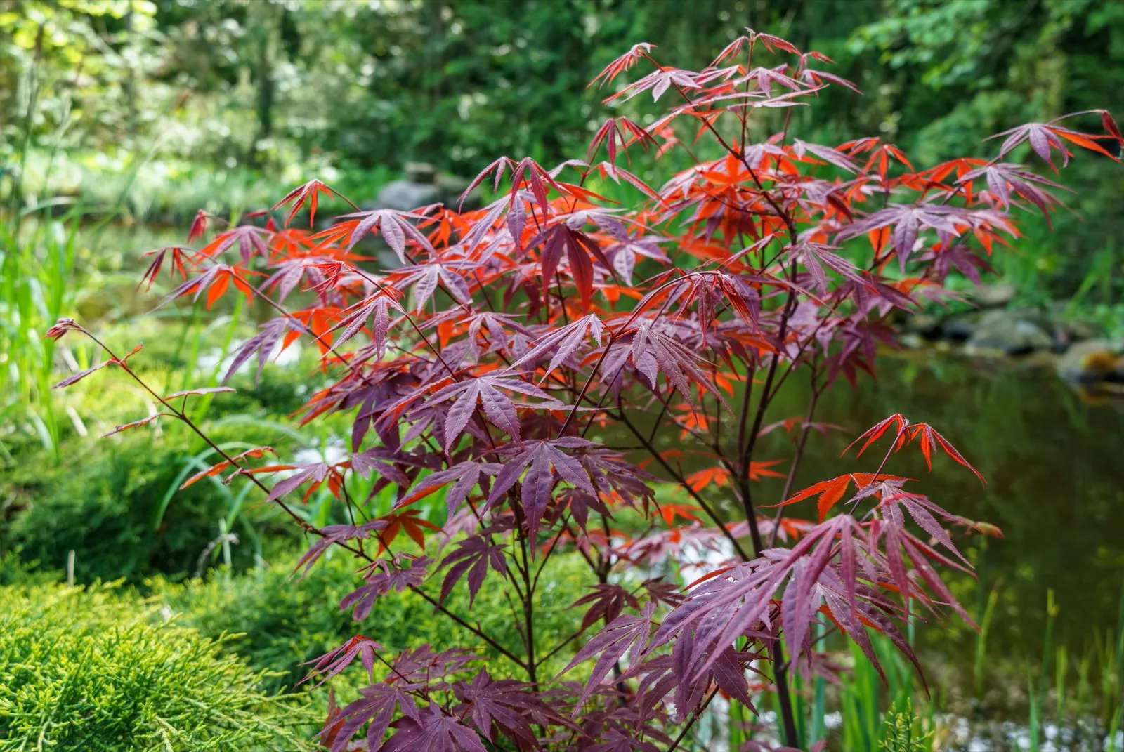 Röd japansk lönn 'Atropurpureum' - miniatyr 3