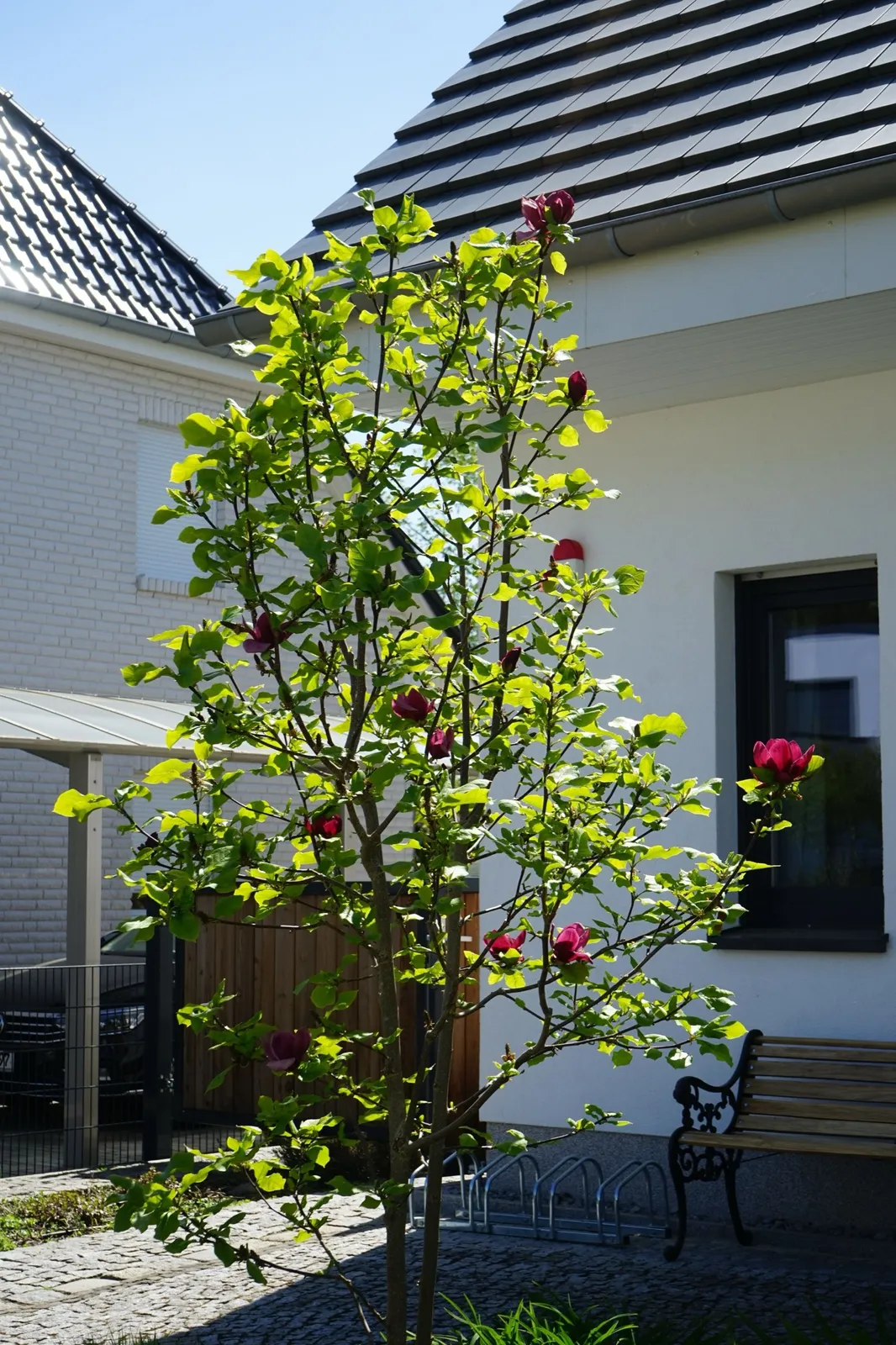 Rosenmagnolia 'Genie'PBR - miniatyr 6