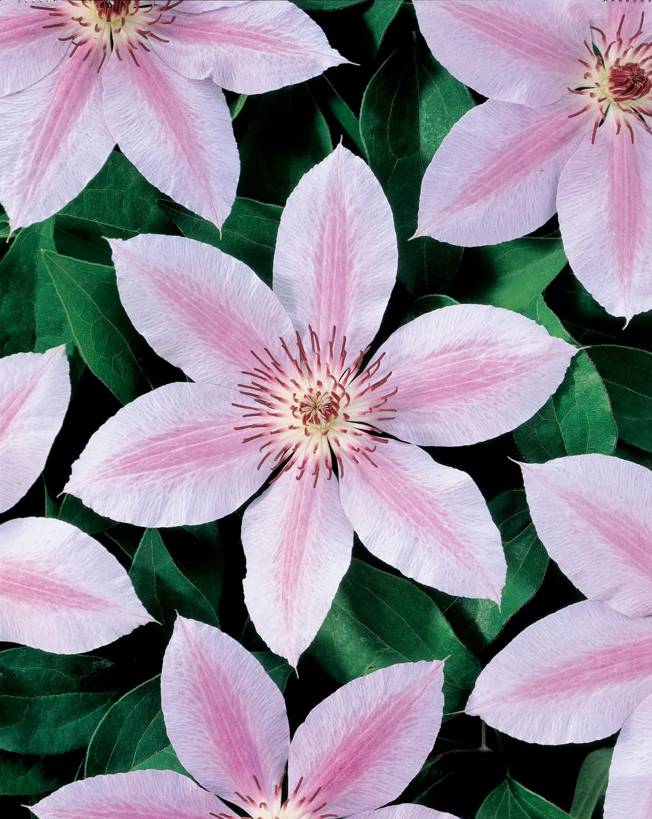 Klematis (Tidiga Storblommiga Gruppen) 'Jan Pavel II'