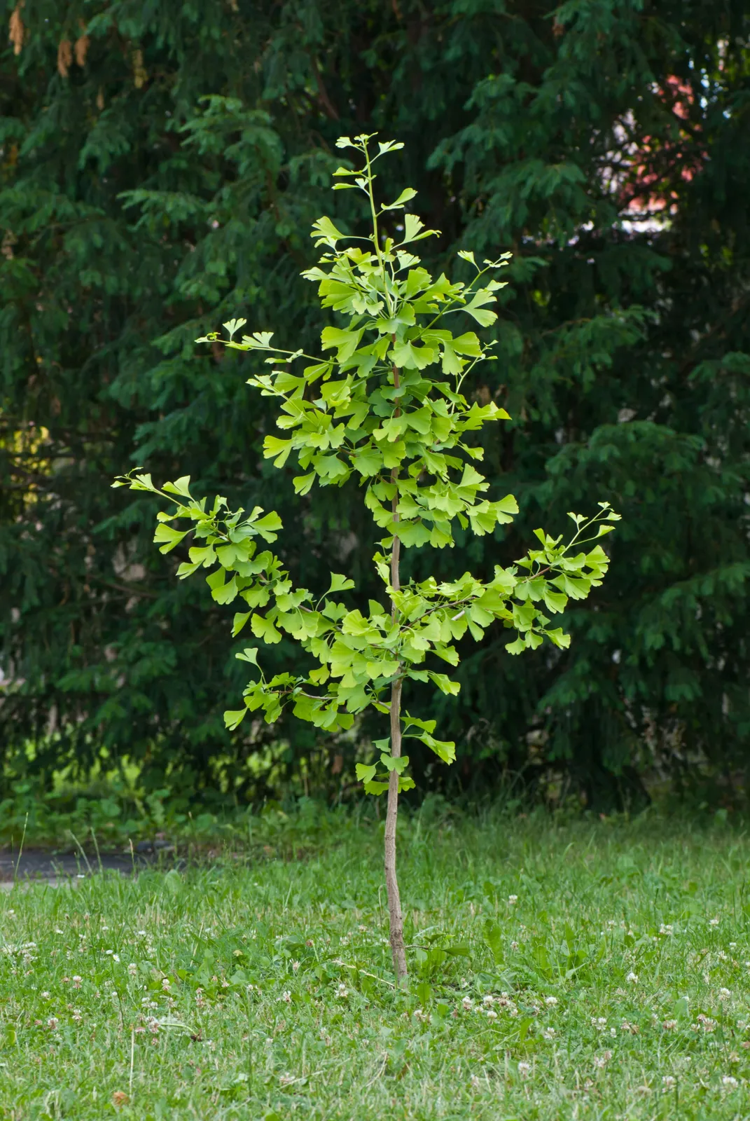Ginkgo, 60-80 cm - miniatyr 3