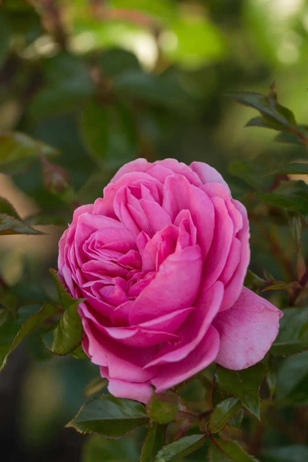Floribundaros BERLEBURG ('Poulbella') - miniatyr 2