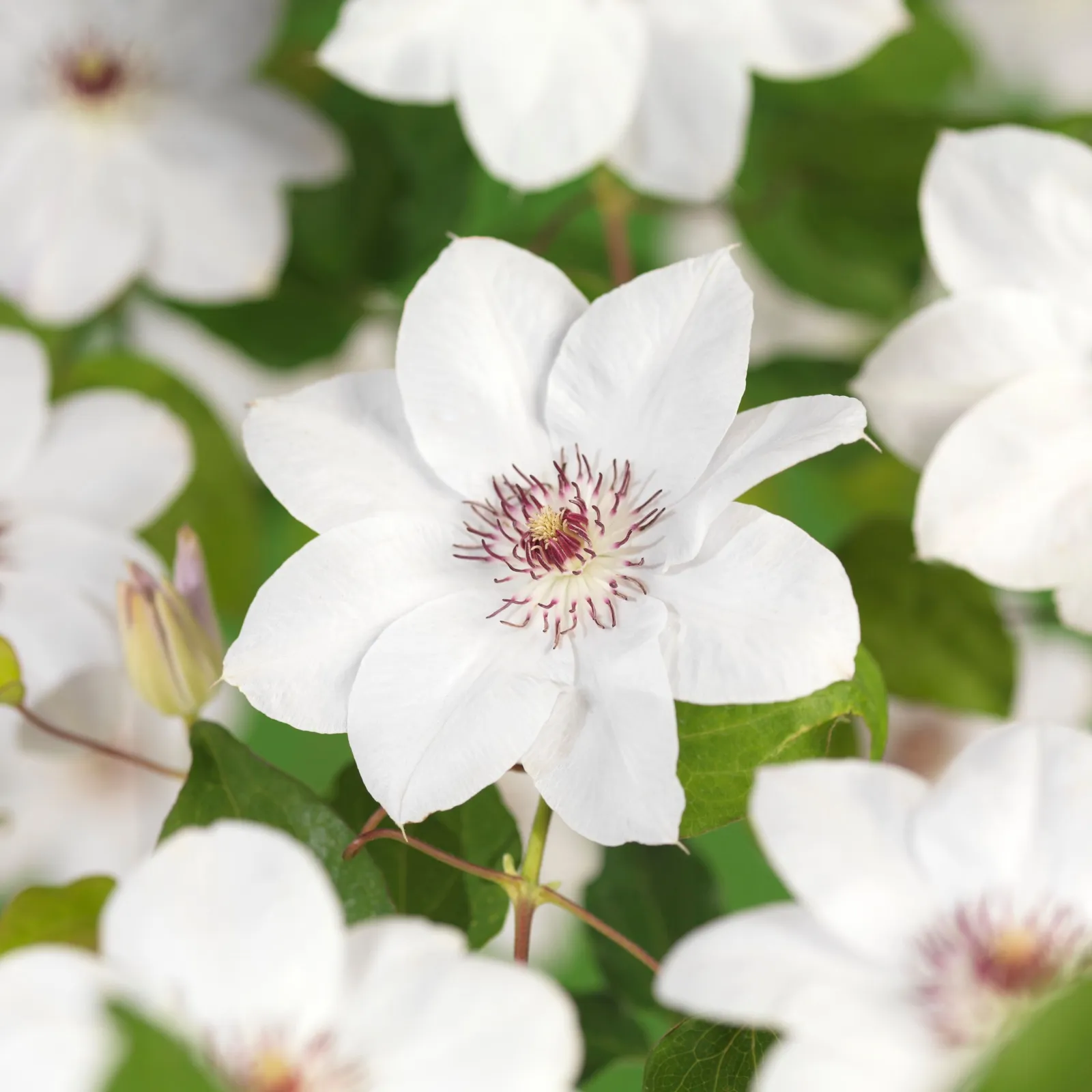 Klematis (Tidiga Storblommiga Gruppen) 'Miss Bateman'