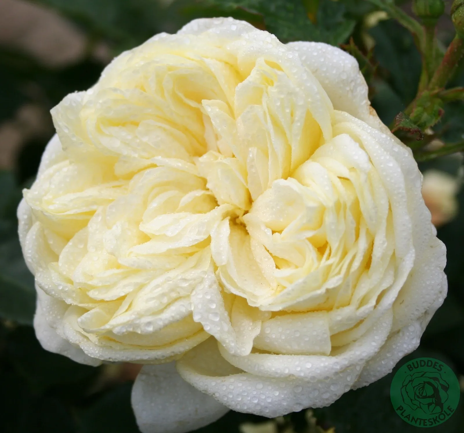 Floribundaros KRONPRINCESSE MARY ('Poulcas018'PBR)