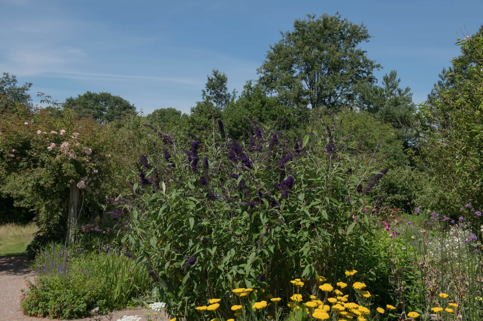 Syrenbuddleja 'Black Knight' - miniatyr 5
