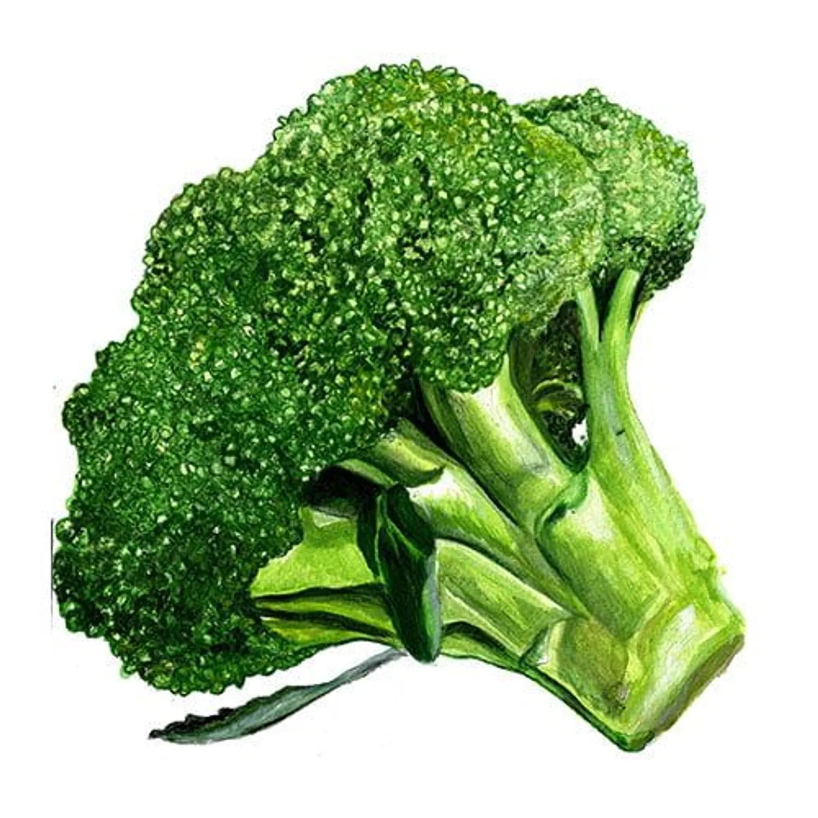 Broccoli 'Rasmus', Frö