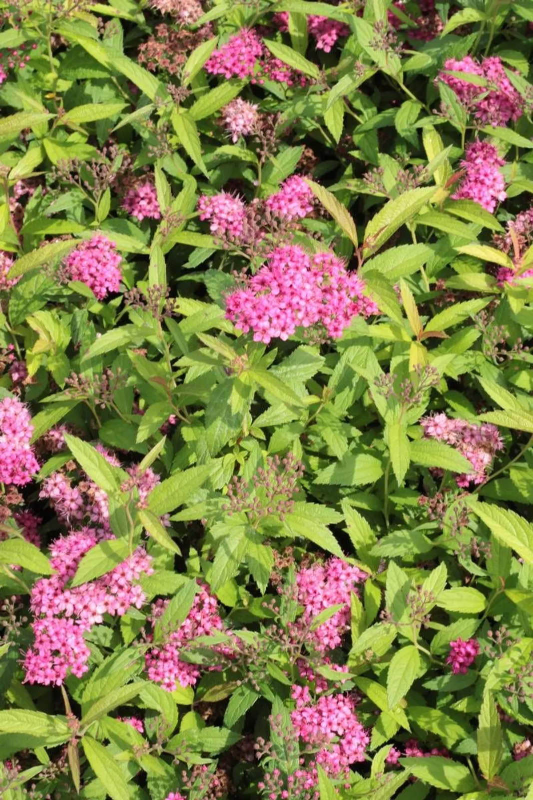 Praktspirea 'Sapho', 10-20 cm — närbild