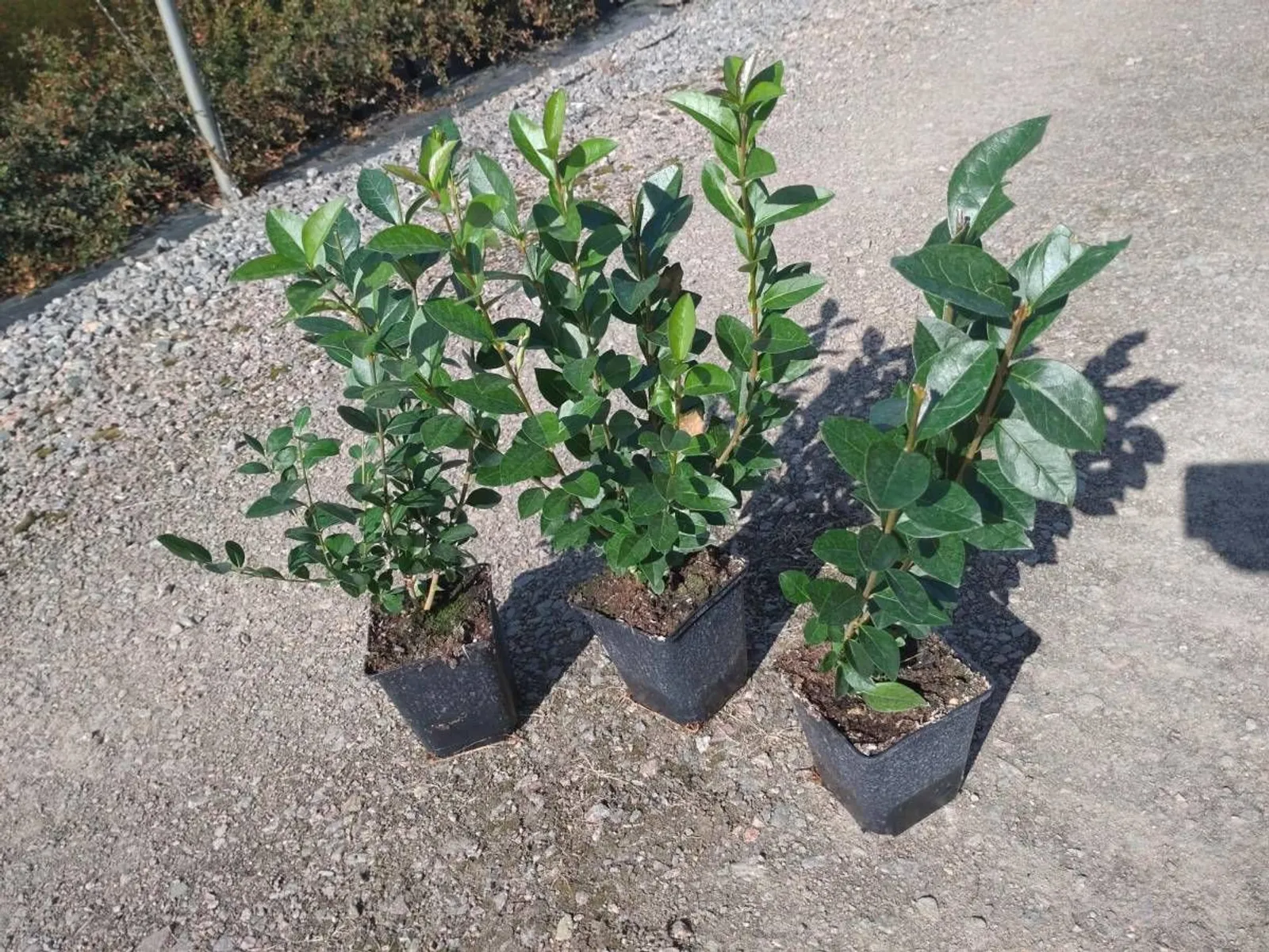 Krukodlade häckplantor