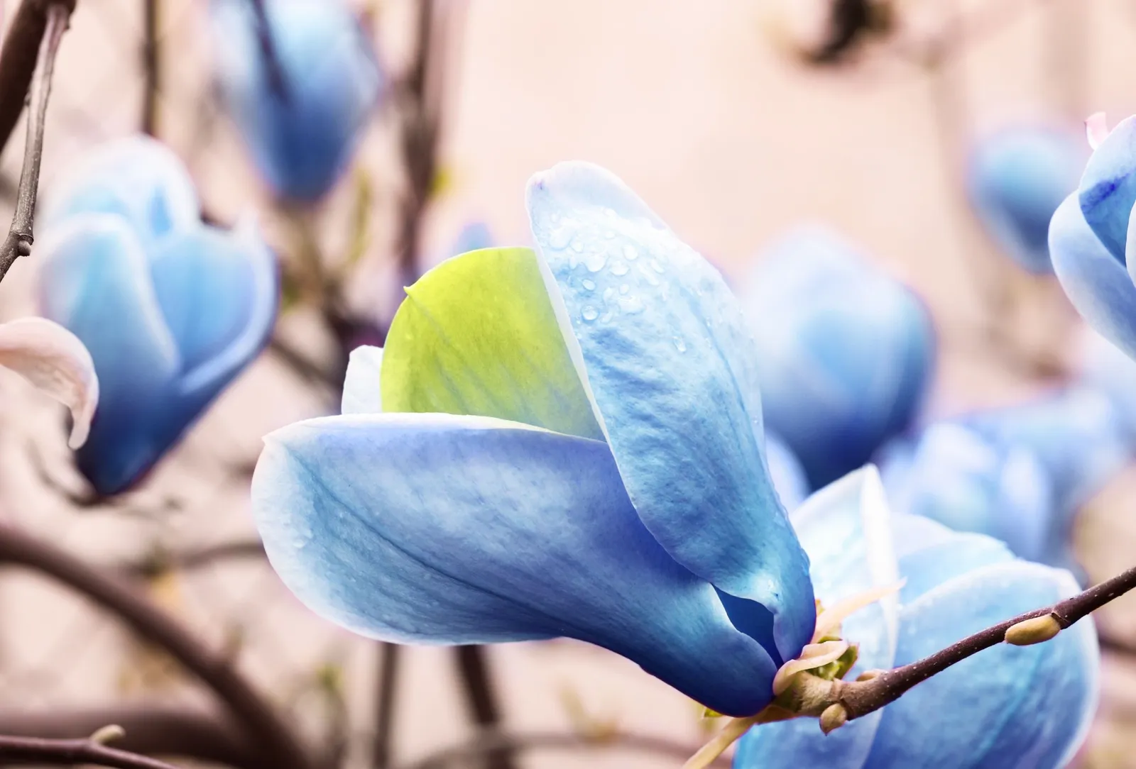 Poppelmagnolia 'Blue Opal', sol 80-100 cm, co/kl