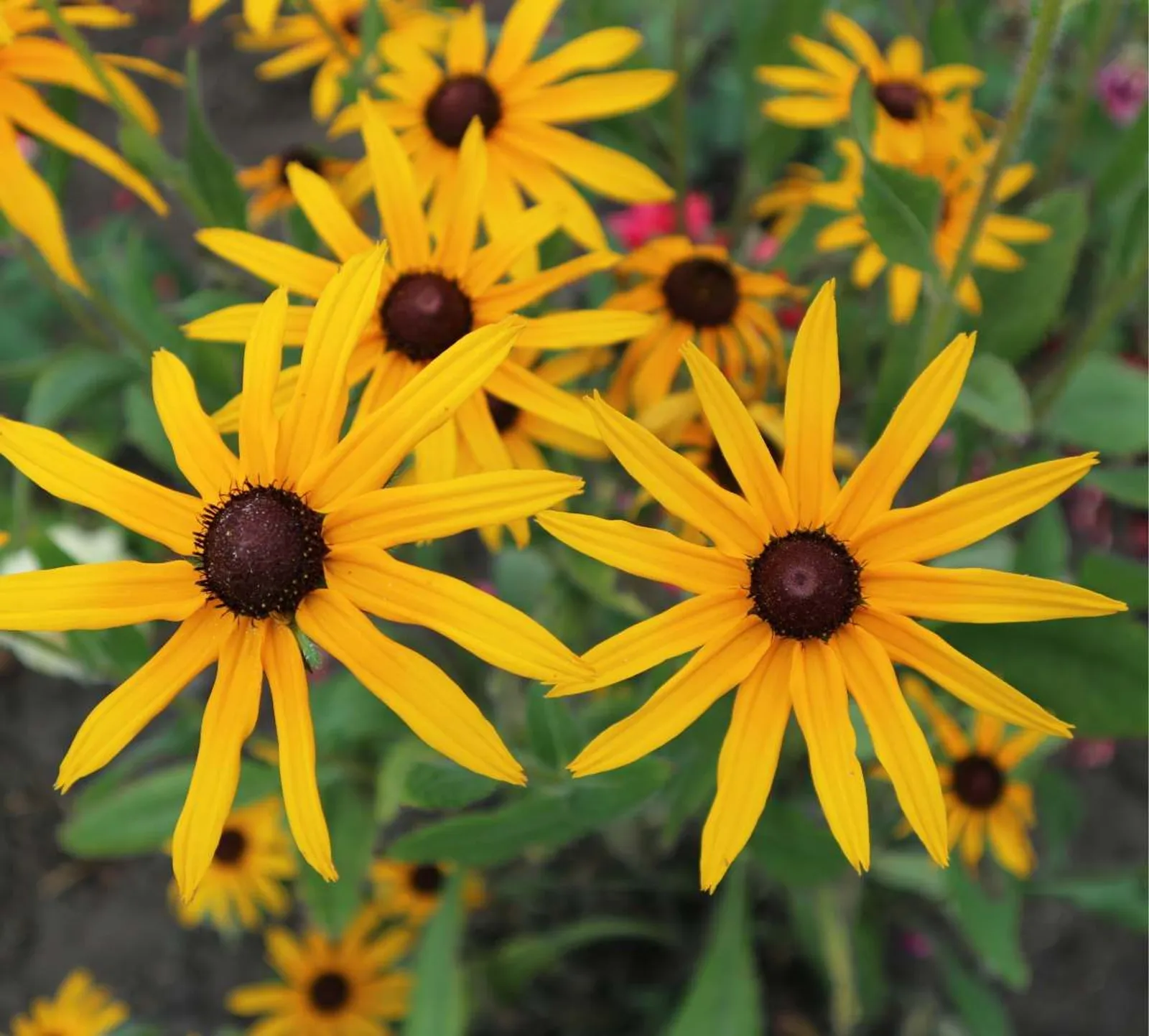 Strålrudbeckia 'Goldsturm'