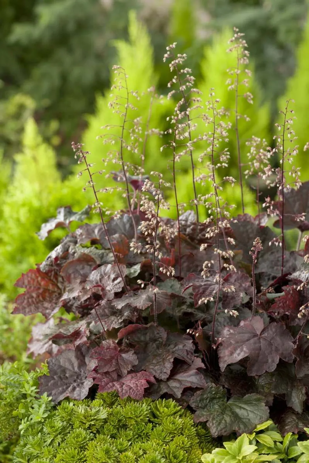 Lönnalunrot 'Palace Purple'