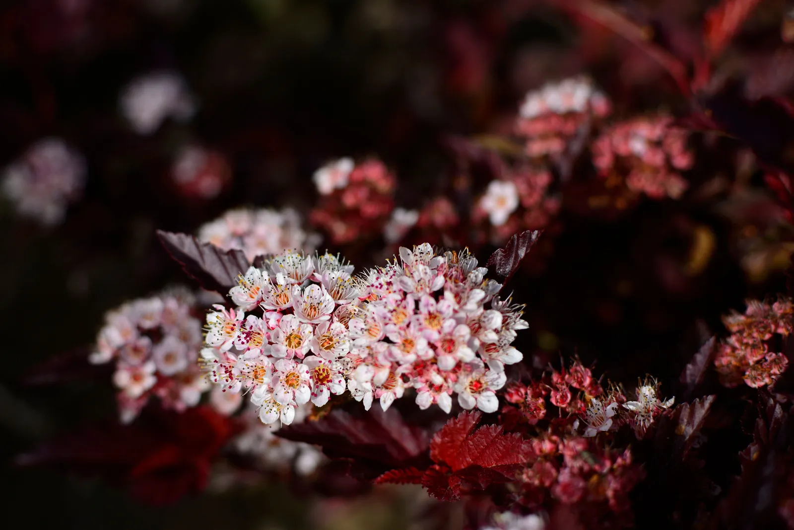 Smällspirea LITTLE ANGEL ('Hoogi016'PBR) - miniatyr 4