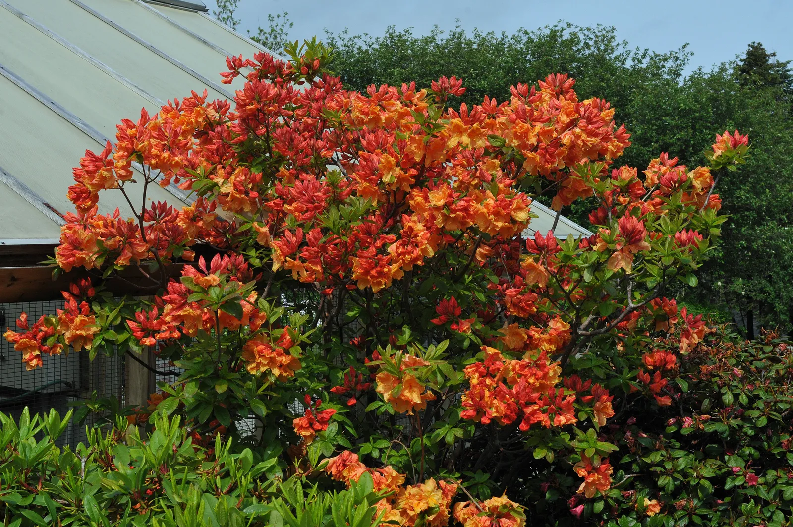 Trädgårdsazalea 'Gibraltar', 30-40 cm - miniatyr 4