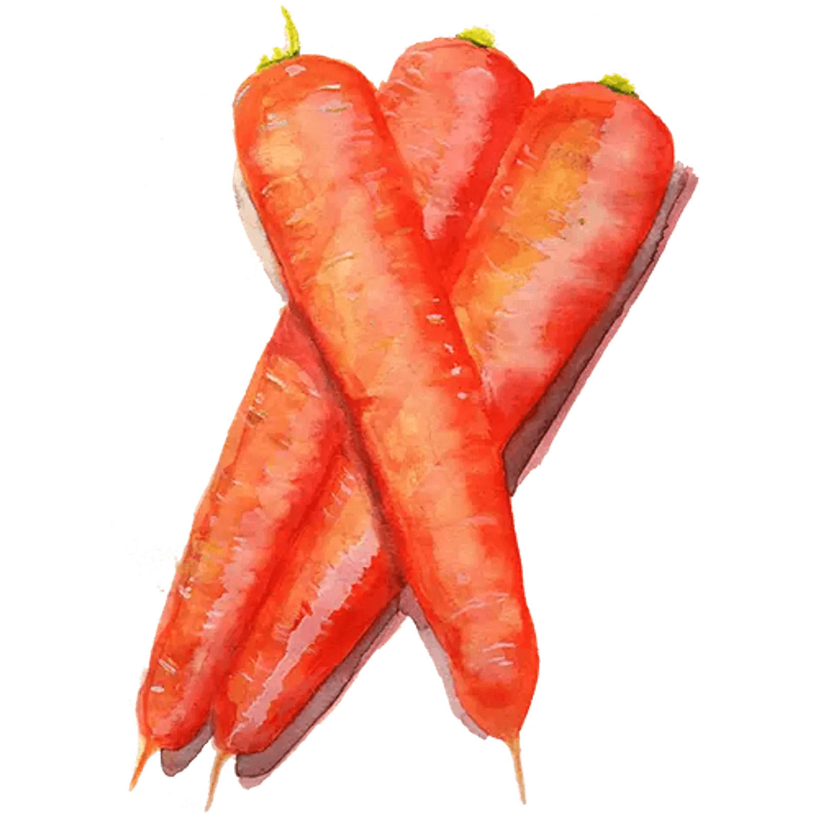 Morot 'Long Orange', Frö
