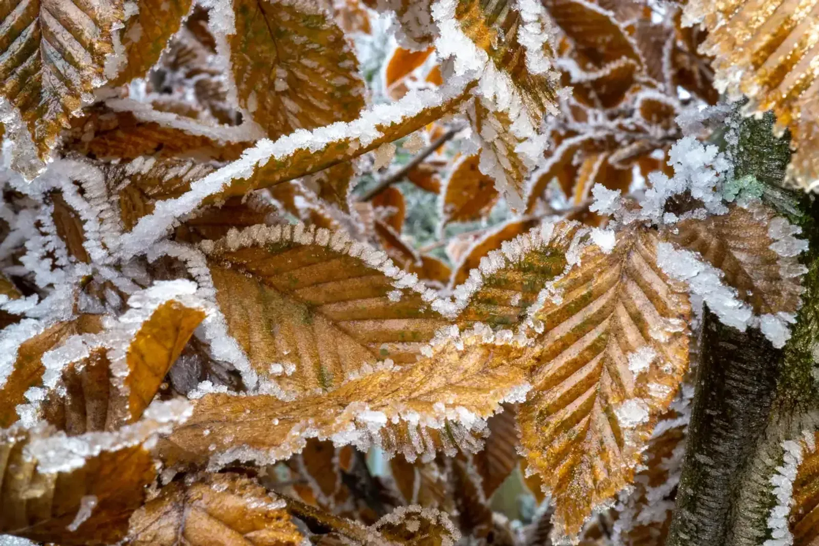 Avenbok, 60-100 cm — detalj 3